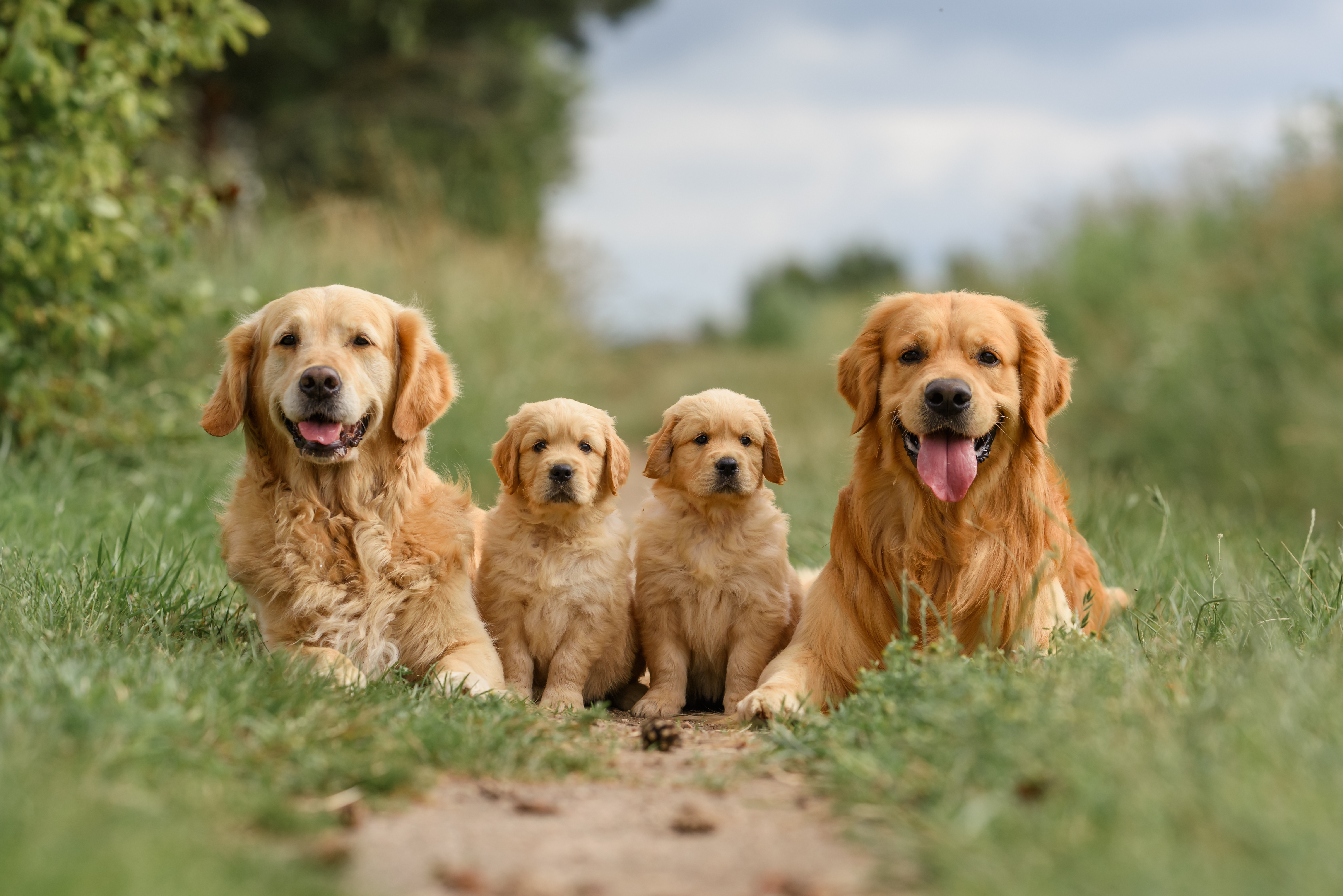 Family golden retriever labrador on the road in Daniel Island, SC