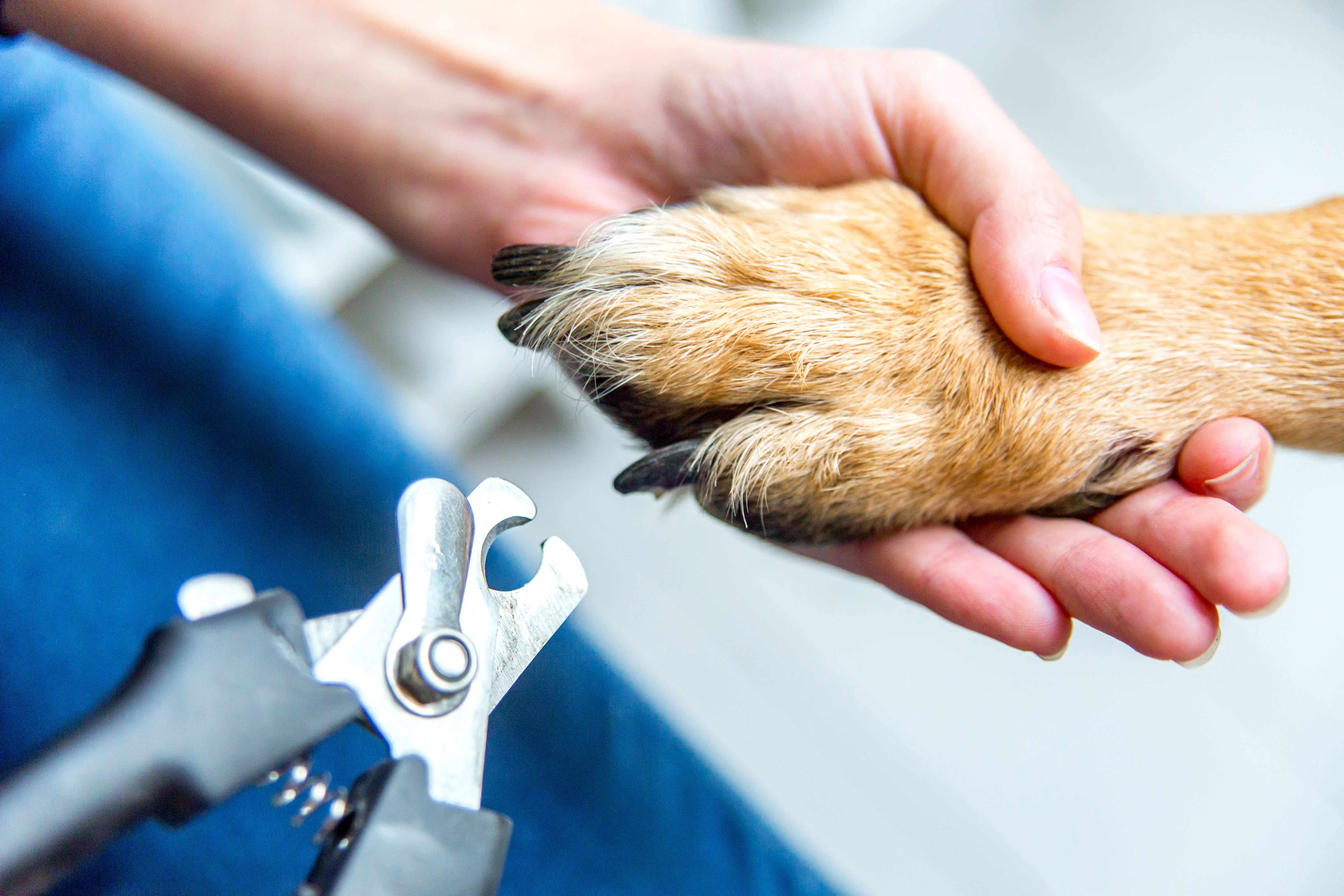 Professional dog nail care and grooming service in Charleston SC