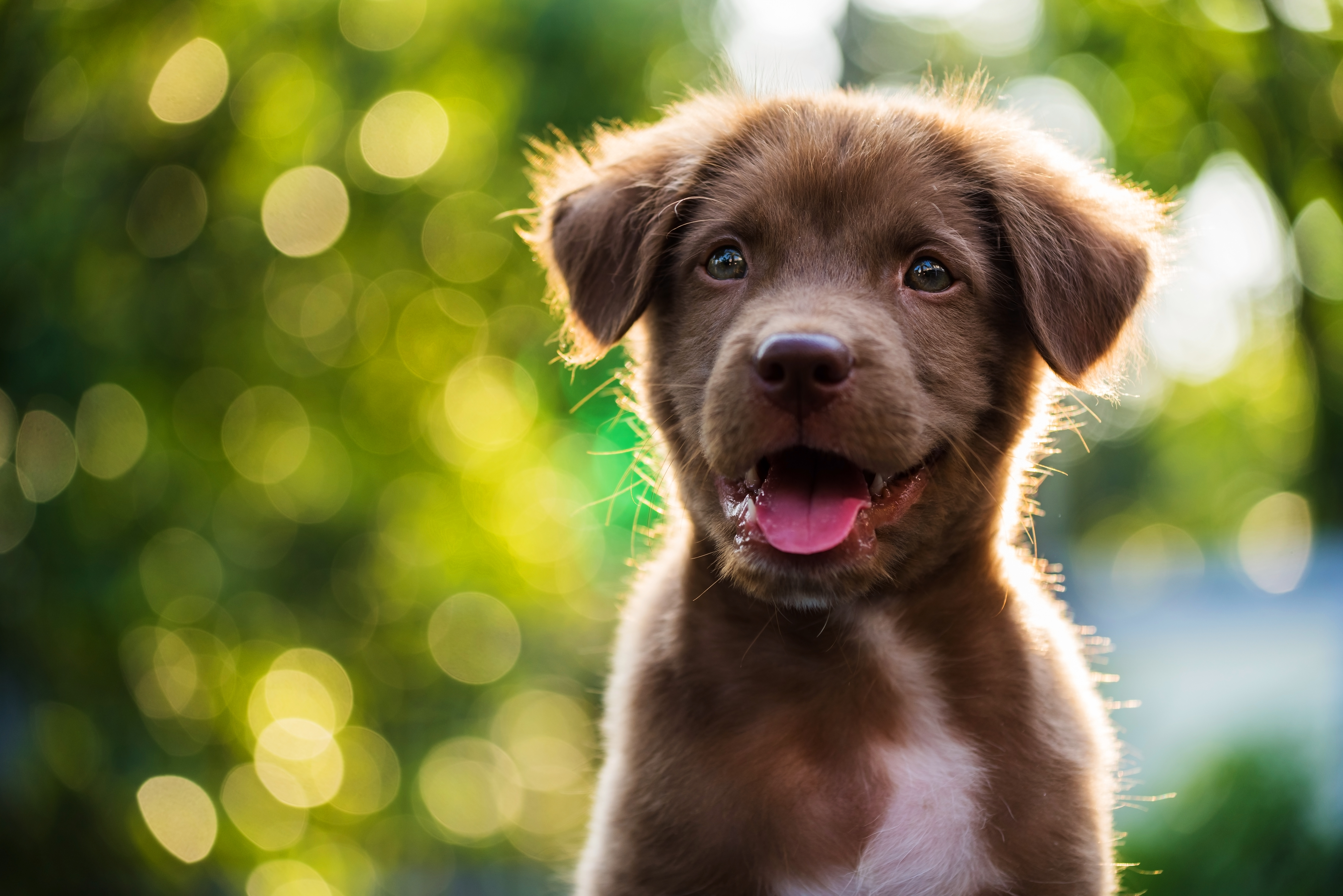 Asian fusion dog grooming in Charleston SC