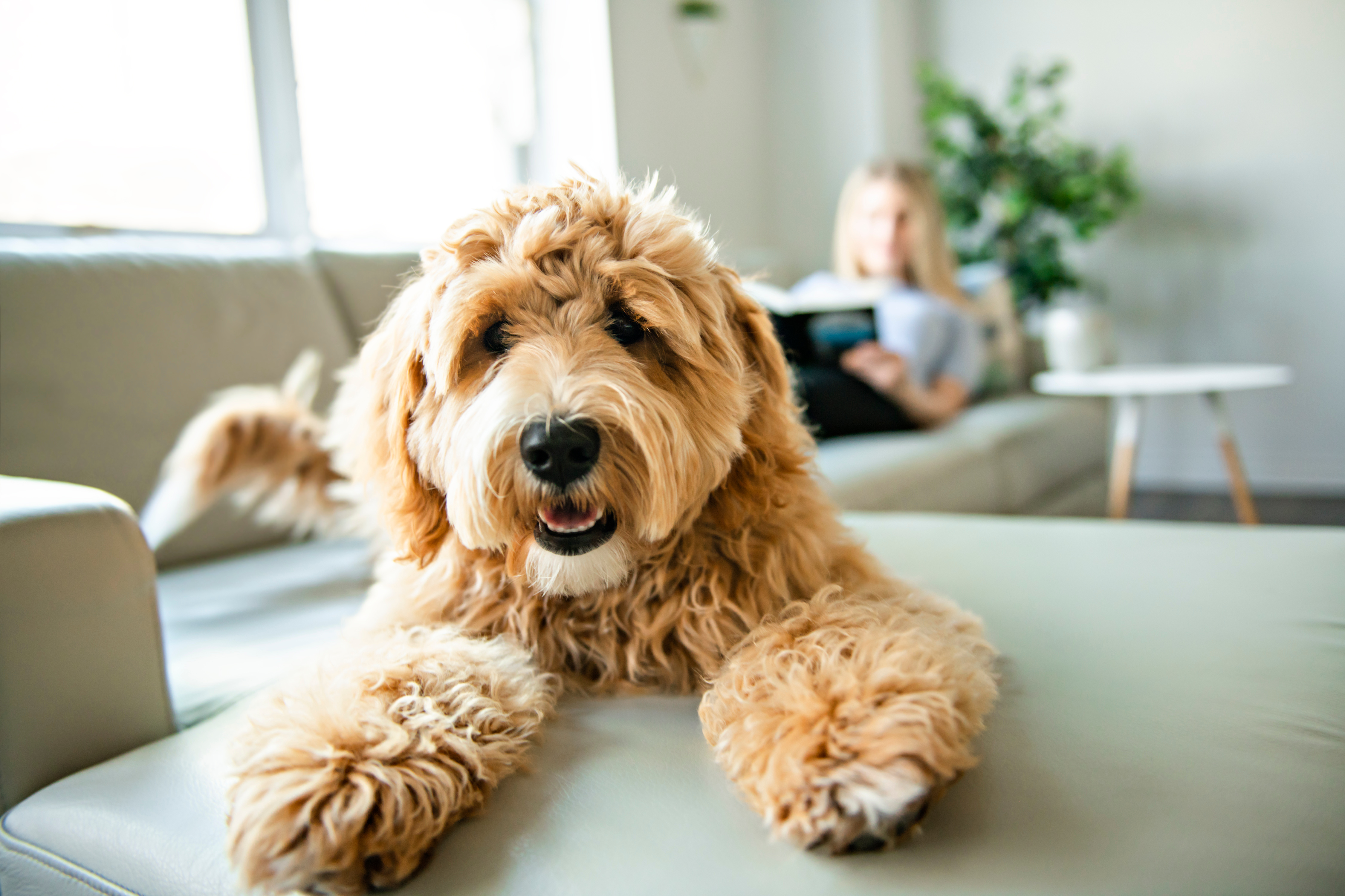 Doodle dog grooming in Charleston SC